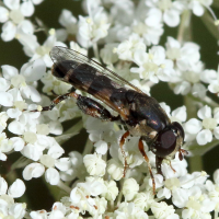 syritta_pipiens4md