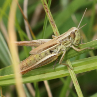 chorthippus_albomarginatus6bd (Chorthippus albomarginatus)