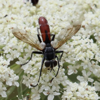 cylindromyia_bicolor3bd (Cylindromyia bicolor)