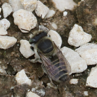Megachile leachella (Mégachile)