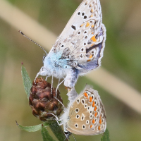 polyommatus_icarus11bd