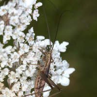 oecanthus_pellucens3md