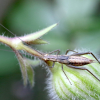 oecanthus_pellucens4md