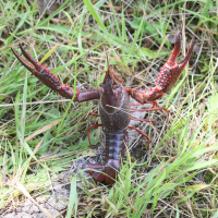 procambarus_clarkii6md