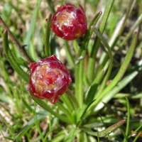 armeria_alpina7mv (Armeria alpina)