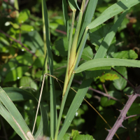 Lipara lucens (Mouche, Galle du phragmite)