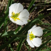 ranunculus_kuepferi4mv