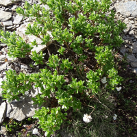 Salix breviserrata (Saule à dents courtes, Saule à feuilles de myrte, Saule denticulé)
