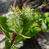 salix_breviserrata3mv