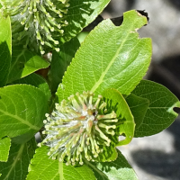 salix_breviserrata5mv