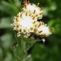 antennaria_carpatica2mv (Antennaria carpatica)