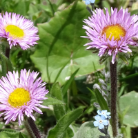 erigeron_alpinus2mv (Erigeron alpinus)