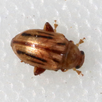 gonioctena_olivacea1md (ANIMALIA olivacea)