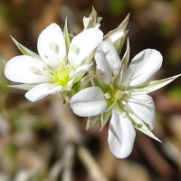 minuartia_rostrata5mv