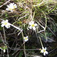 Saxifraga androsacea (Saxifrage fausse androsace, Sxifrage androsace)