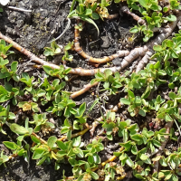 salix_serpyllifolia3mv