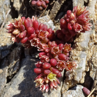 sedum_atratum_atratum3mv