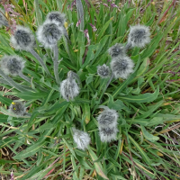 hieracium_piliferum3mv