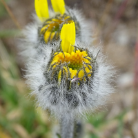 hieracium_piliferum4mv