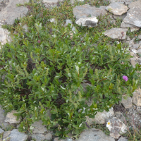 Salix hastata (Saule à feuilles hastées, Saule hasté)