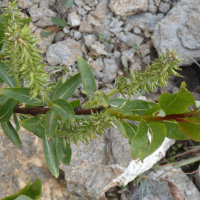 salix_hastata2mv