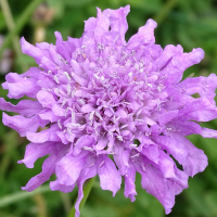 scabiosa_lucida2mv