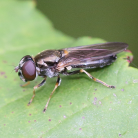 Cheilosia scutellata (Syrphe, Cheilosie)