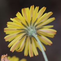 crepis_capillaris10md (Crepis capillaris)