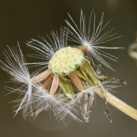 crepis_capillaris11md (Crepis capillaris)