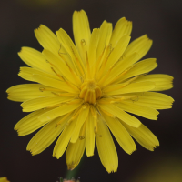 crepis_capillaris9md (Crepis capillaris)