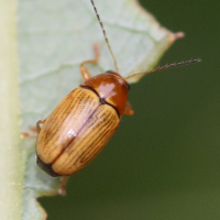 Cryptocephalus pusillus (Cryptocéphale)