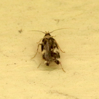 Oegoconia deauratella/quadripuncta (Microlépidoptère)