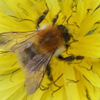 bombus_pascuorum9md