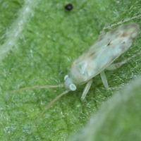 Megalocoleus molliculus (Punaise)
