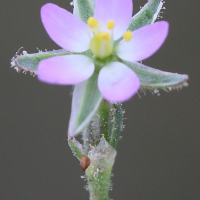 spergula_rubra4md (Spergula rubra)