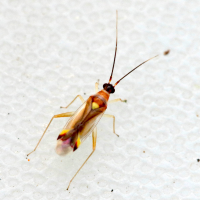 campyloneura_virgula4md (Campyloneura virgula)