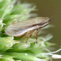 Neophilaenus lineatus (Cicadelle)