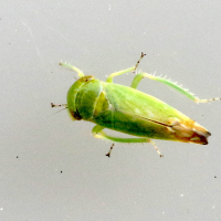 Penestragania apicalis (Cicadelle)