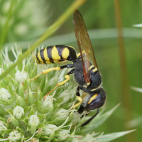 philanthus_triangulum4md