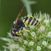 philanthus_triangulum6md