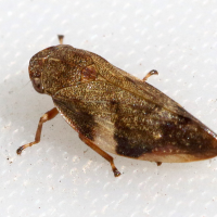 Aphrophora alni (Cicadelle, Cercope de l'aulne)