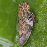 aphrophora_alni2md (Aphrophora alni)