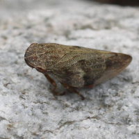 aphrophora_alni3bd (Aphrophora alni)