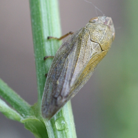 aphrophora_salicina6md (Aphrophora salicina)