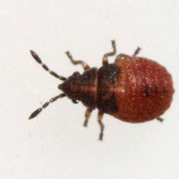 Kleidocerys ericae (Punaise)