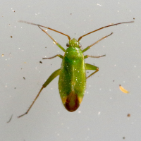 Orthotylus ericetorum (Punaise)