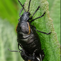 arima_marginata6mv (Arima marginata)