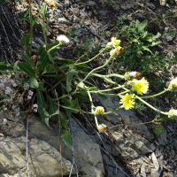 Crepis albida (Crépide blanchâtre, Crépis blanchâtre)