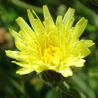 crepis_albida2mv (Crepis albida)