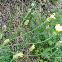 crepis_albida3mv (Crepis albida)